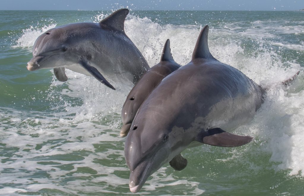 dolphin cruises port aransas