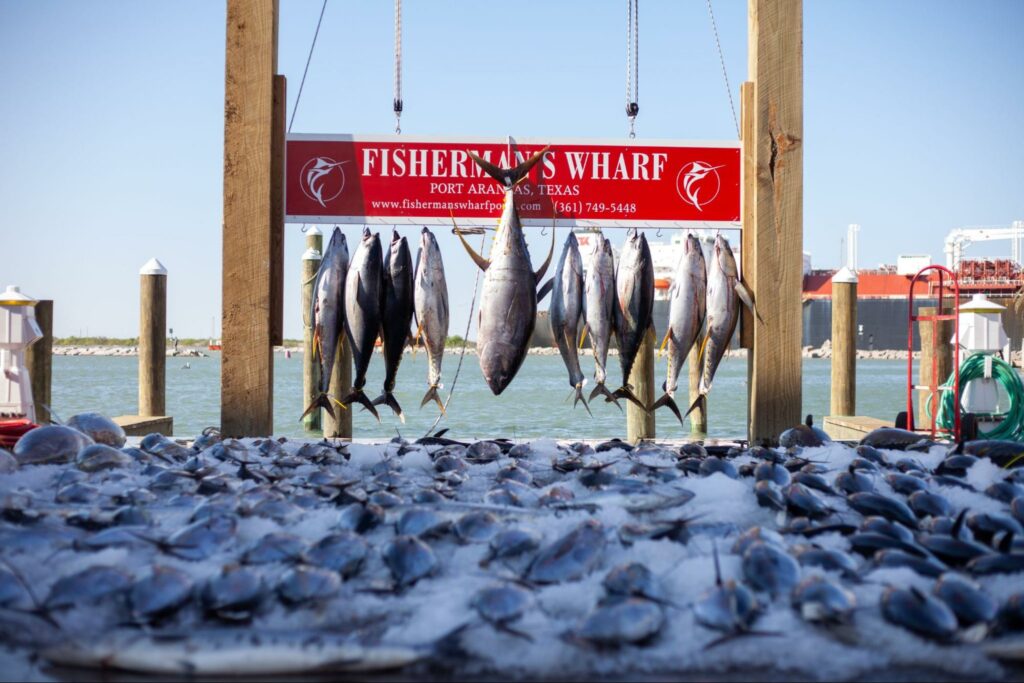 Gulf Tuna Fishing Tips and Tricks Port Aransas Fishing at Fishermans